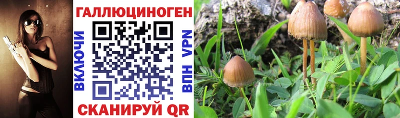Псилоцибиновые грибы Psilocybe Еманжелинск